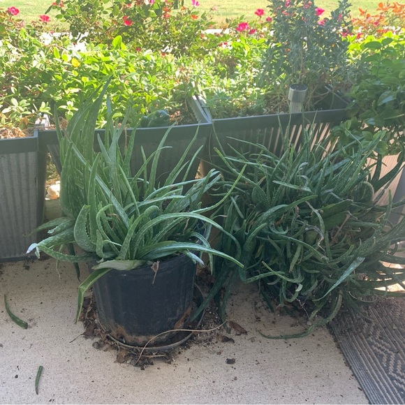 Other - Aloe vera, baby sunrose, purslane, bare root, $10 for 10, mix and match​